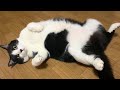 猫に"可愛いね”って伝えたらころころしながら「んーんー」言われた