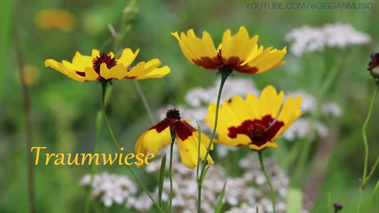 Traumwiese (Dream Meadow)