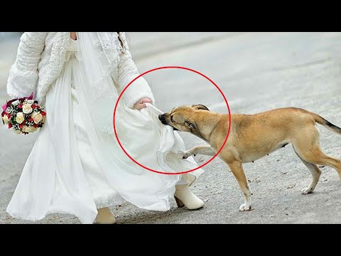 Video: Hunde med mærkelig adfærd