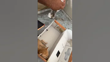 Vet Checks Up My Sick Kittens 