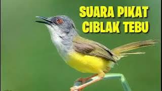 Suara Pikat Ciblek Tebu, Auto Nyaut Pakai Suara Ini