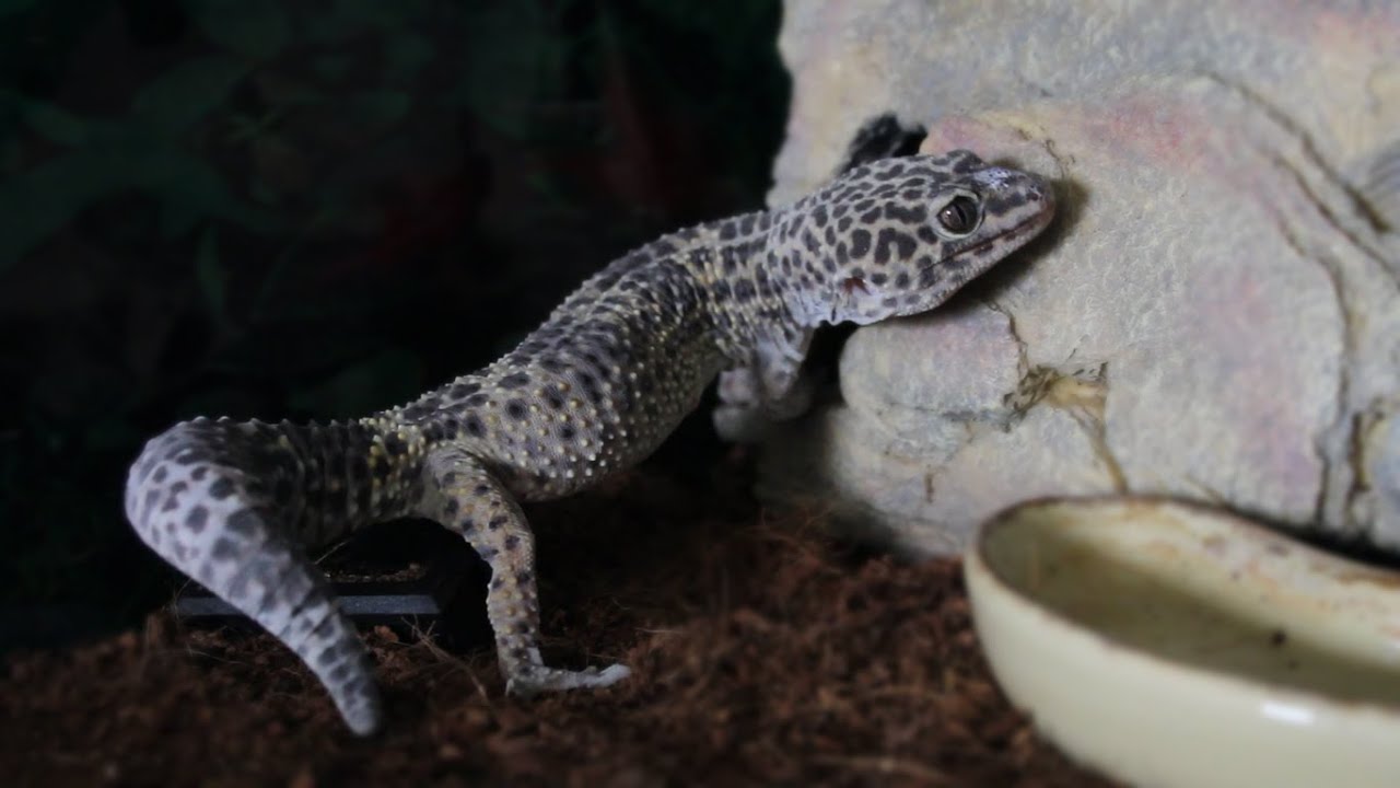 Preparing For Shedding LEOPARD GECKO - YouTube