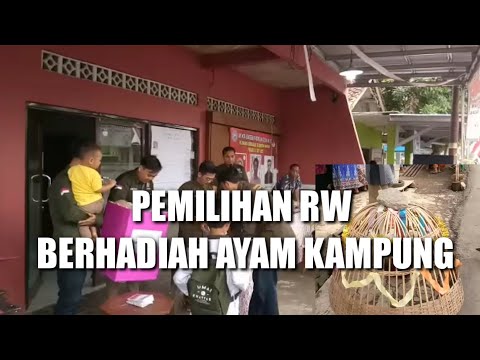 UNIK ‼️ PEMILIHAN RW BERHADIAH AYAM KAMPUNG