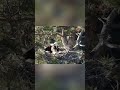 Bald Eagles Up Close: An Unforgettable Scenic Adventure! #shorts