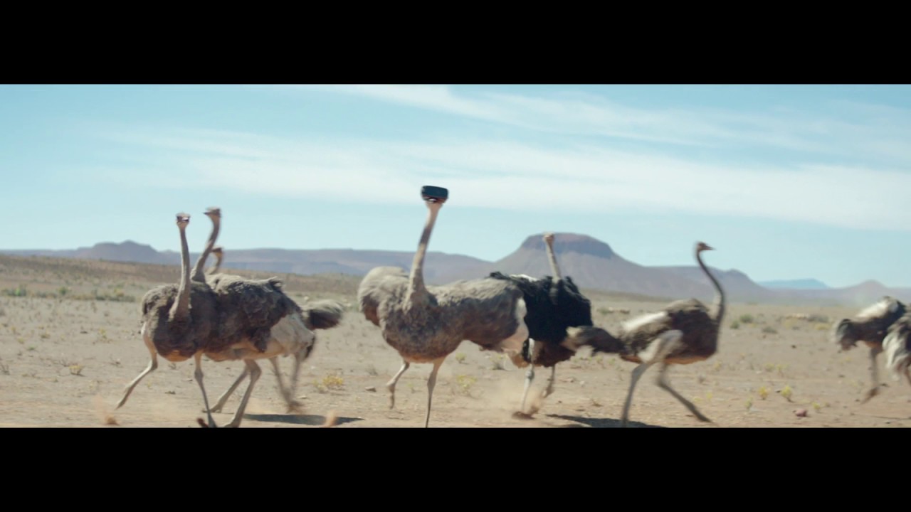 ☆韓国の人気☆【THEAIRTOWN】☆ostrich fur short.s☆ Samsung Official TVC: Ostrich - YouTube