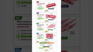 muscle structure relate all questions Re neet biology questions #bio #neet #question #quiz