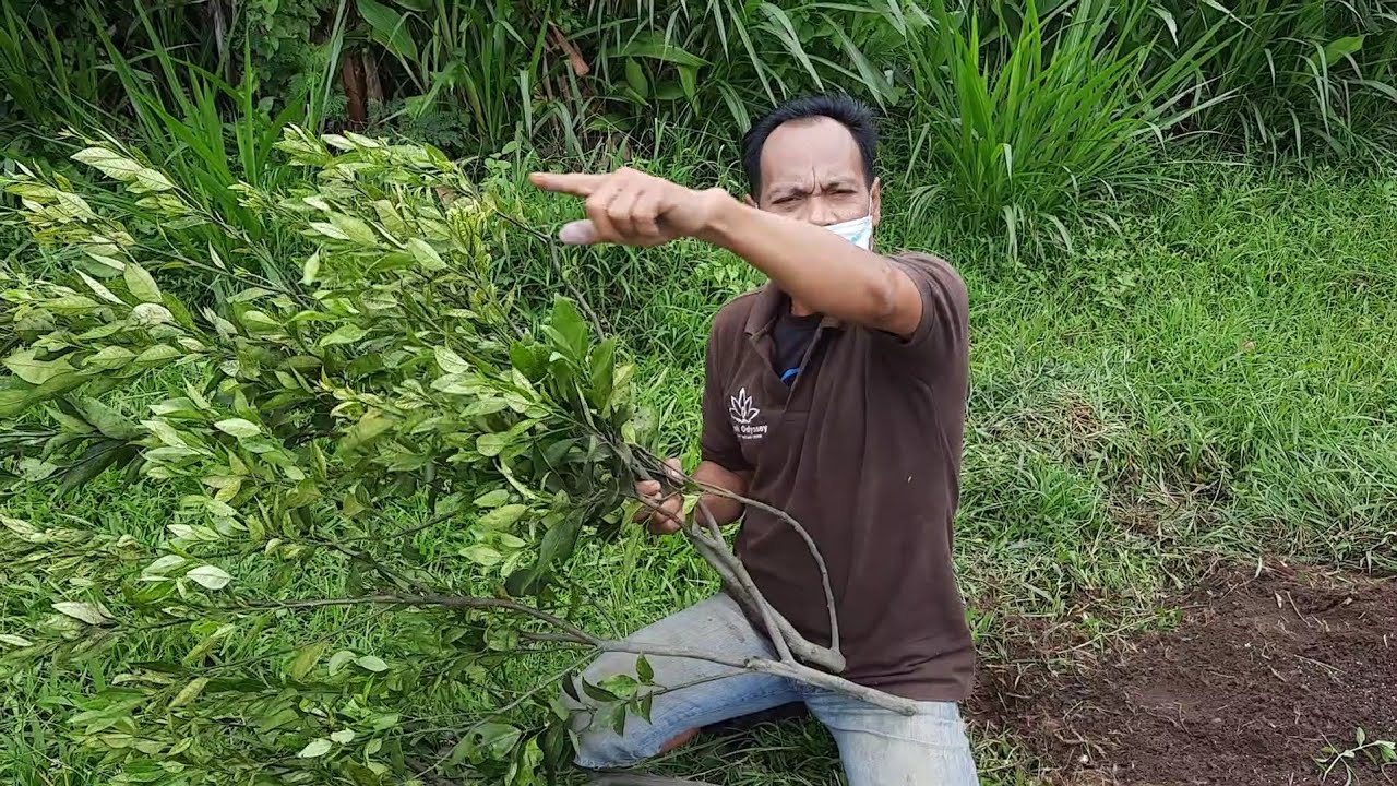 PENYAKIT JERUK INI TERNYATA PEMEGANG 