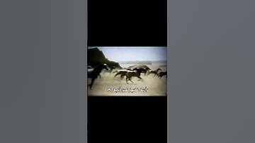 سورة الفيل بصوت عامر الكاظمي #قرآن #اللهم_صل_على_محمد_وال_محمد