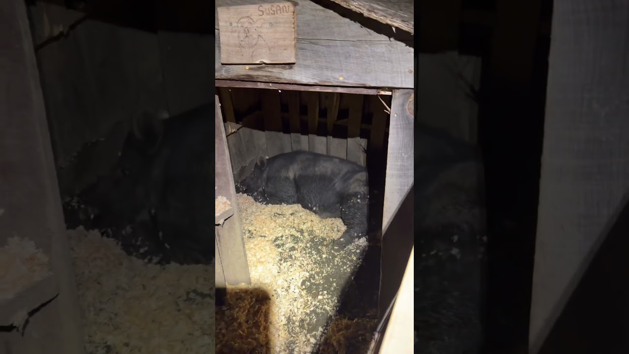 Wilbur getting that itch 