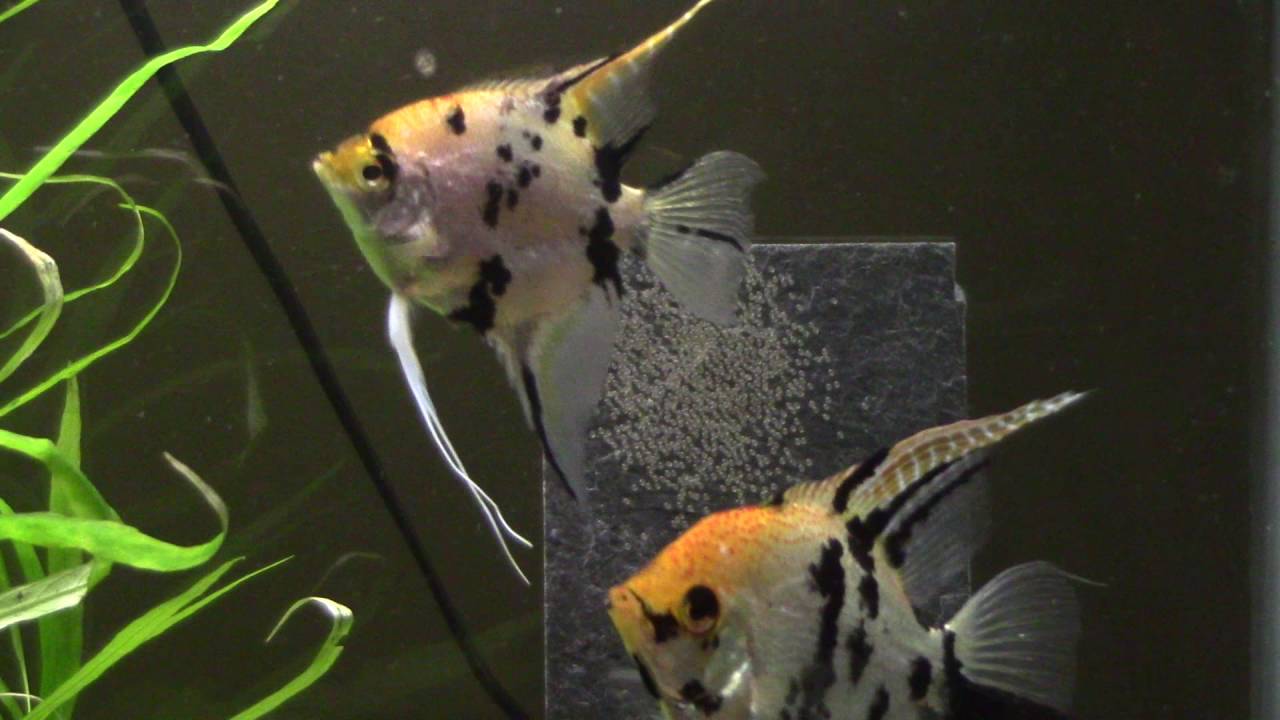 4 tips for breeding angelfish! YouTube