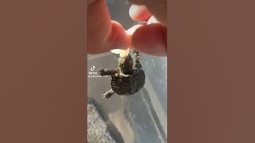 Quá trời quá đất rồi//Com X FLo ăn sáng