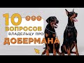 10 вопросов про доберманов: характер, темперамент. Мнение владельцев о породе