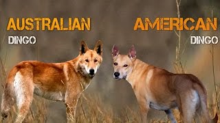 Australian Dingo Vs American Dingo