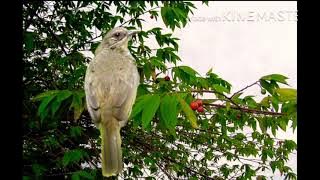 Tiếng hoành hoạch vàng mái mồi