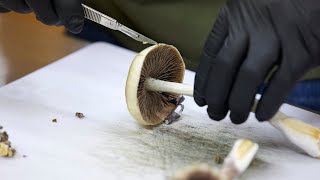 New research on psychedelics could have big impact on mental health patients in North Carolina
