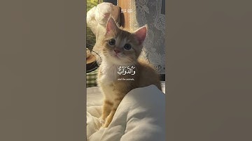قرآن♡ ❥راحة نفسية❥🤍 😌🎧تلاوات خاشعة القارئ ياسر الدوسري #تلاوات #قران_كريم #قرآن #راحة_نفسية #قرآن