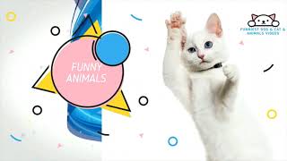 Funny Dog & Cat & Animals Videos That Will Make You Laugh 2022 38