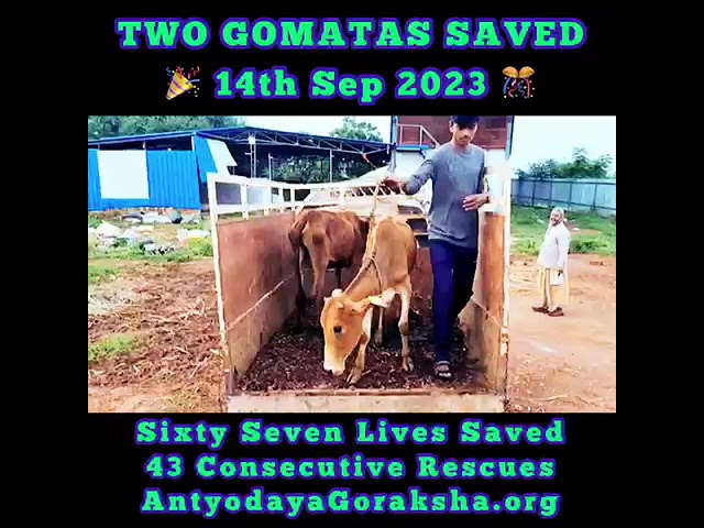 [14 Sept] TWO COWS SAVED