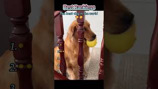 The best dog in the world 🥰🥰 #interesting #funny #fyp #foryou #dog #pets #cute #comedy #prank