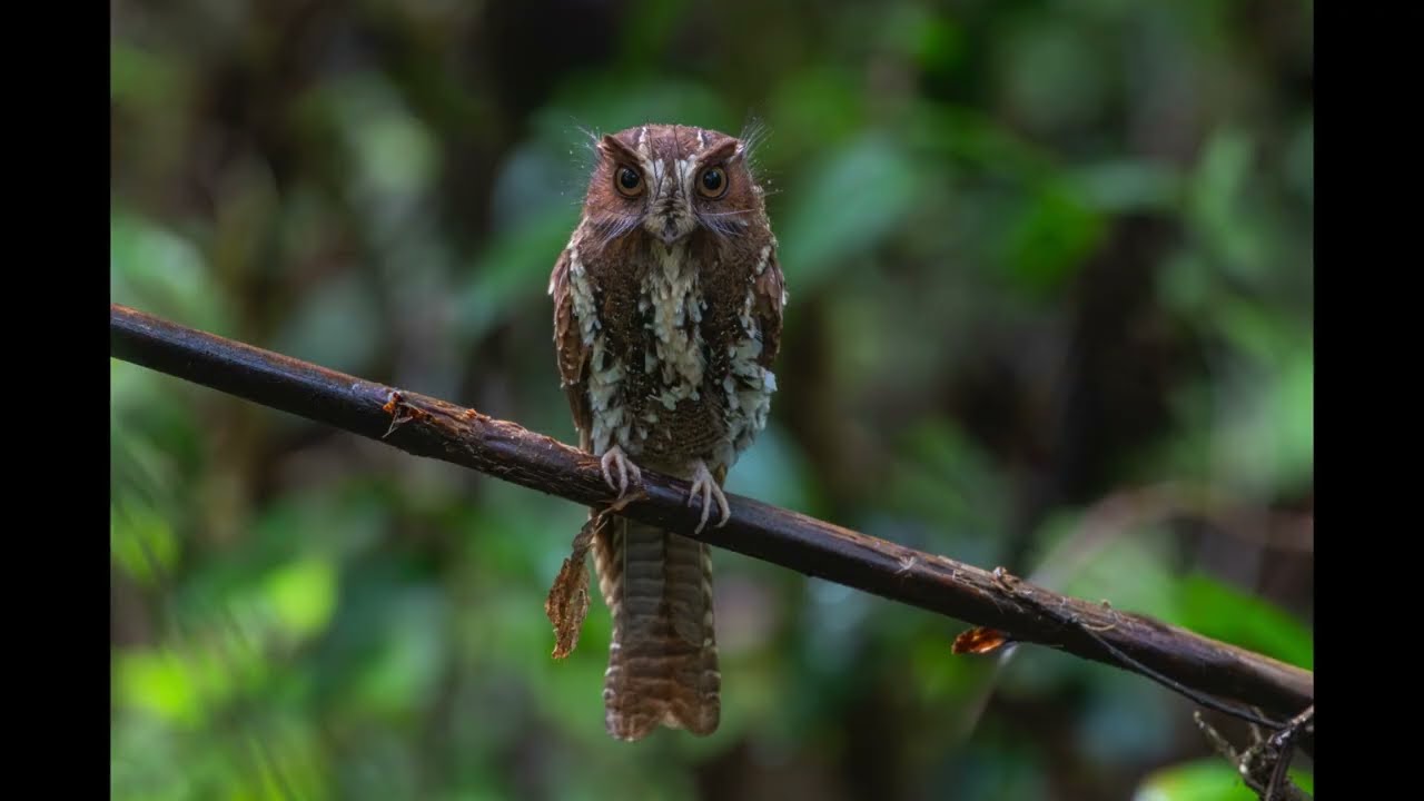 202507  liewwk Nature