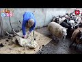 羊剃毛过程为什么愿意配合？看完视频你就懂！