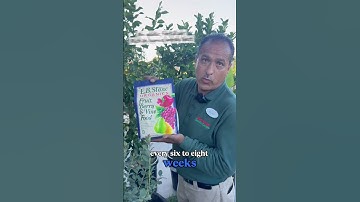 6 Simple Secrets to Successfully Growing Blueberries at Home