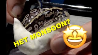Possible Het Monsoon Egg Cutting! Crazy Patterns!! Net Worth