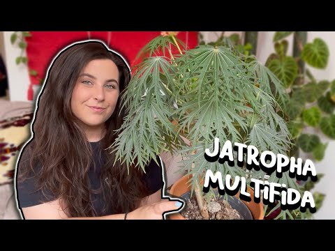 Video: Rrjedha Speciale Jatropha