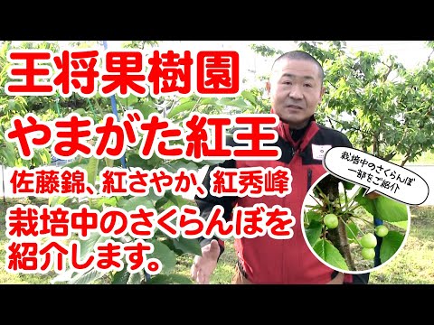 王将果樹園 やまがた紅王、佐藤錦など栽培中のさくらんぼを紹介します。