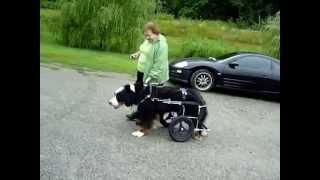 How Eddie's Wheels can help dogs afflicted with DM