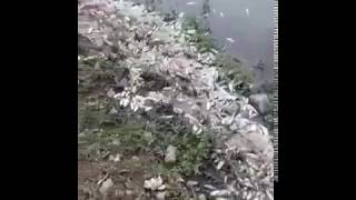 Siverek Hacı Hıdır Barajında Toplu Balık Ölümleri