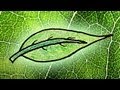 Plant Coloration and Chlorophyll Functions
