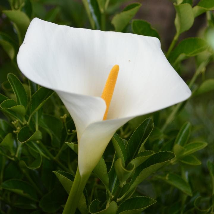 CALA ó LIRIO DE AGUA ((Zantedeschia aethiopica) - thptnganamst.edu.vn