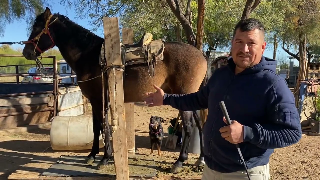 Mostrando potrillo en El Cajon en su primer día con silla