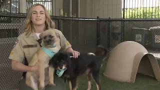 Clear the Shelters