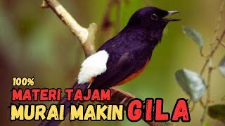 TERBARU!Masteran Murai Batu di Alam Liar, AMPUH Pembakar Emosi, Bikin Burung GACOR!