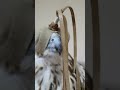 تعليم طير حر من حر على الحباره تعليم طير حر من حر على الحباره
