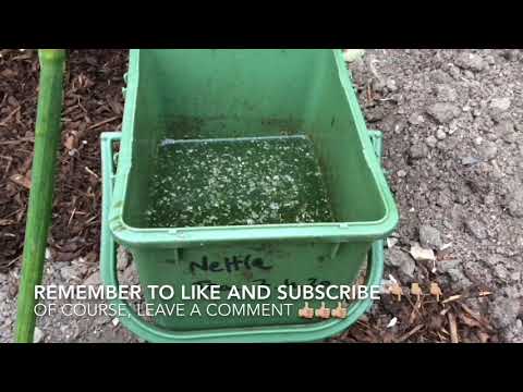 How to make nettle plant food (liquid feed)