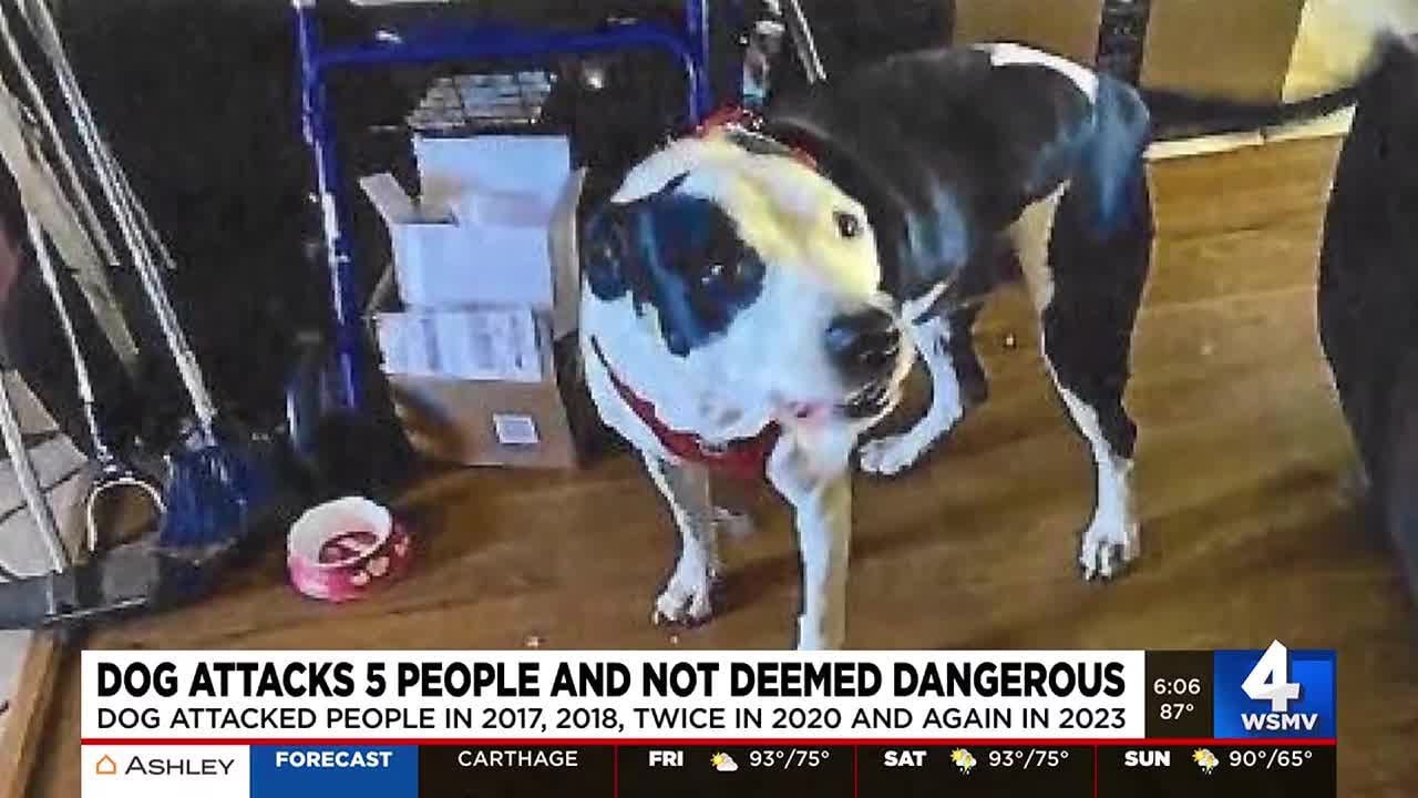 Dog attacks 5 people and not deemed dangerous