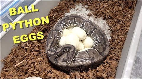 Spotnose Het Clown Ball Python Laid Eggs !! Check Out Our Patreon!!