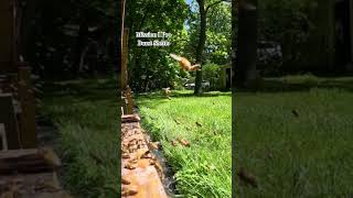 Honeybees in Slow Motion