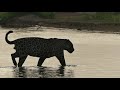 Pantanal Jaguar Safari 2019