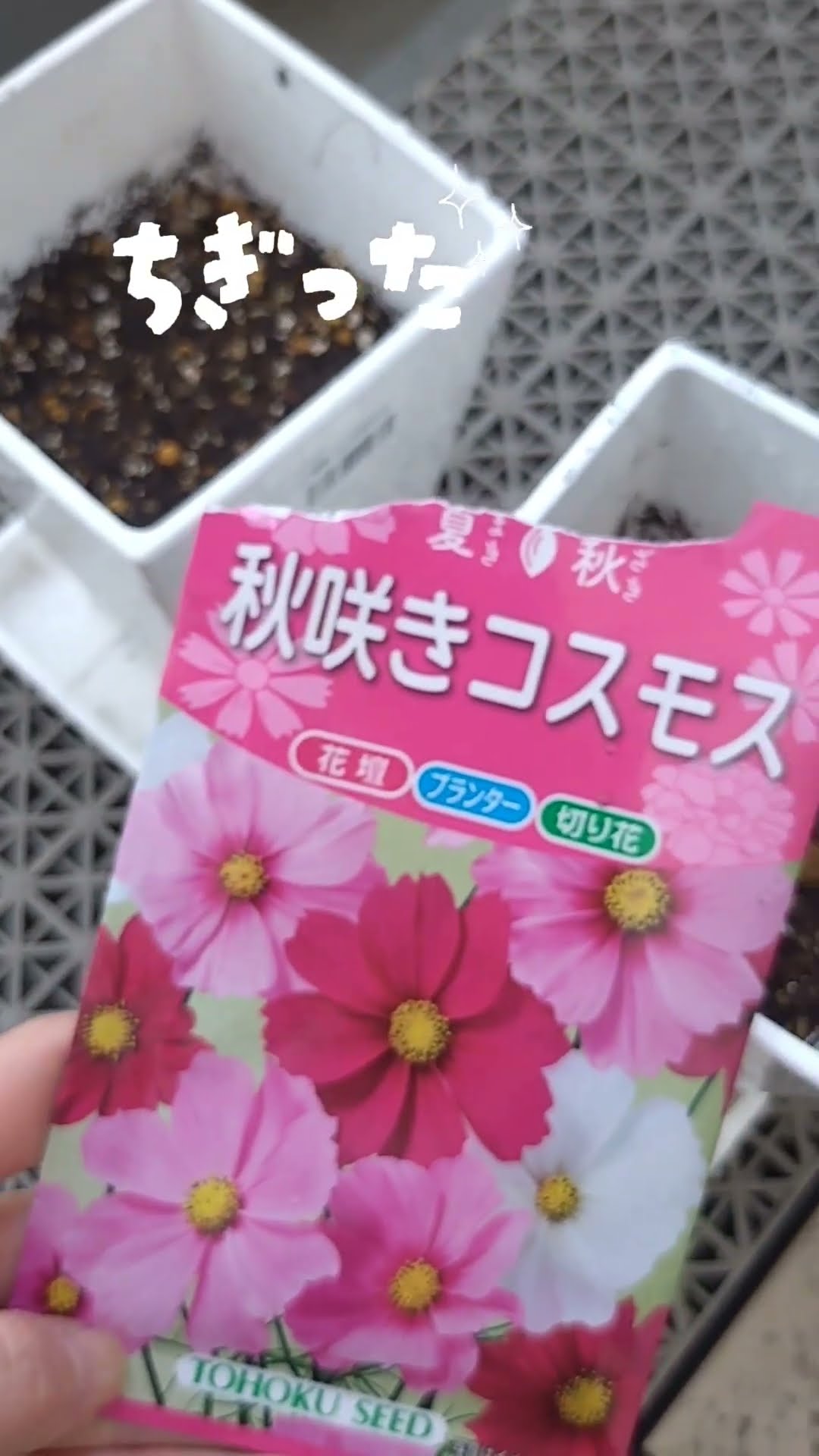 コスモス植えてみた - YouTube