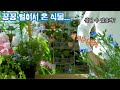 🌿 봄 화분 채울 새 꽃식물 6종 | 분갈이하며 키우는 팁 (+ 냉해 응급조치)