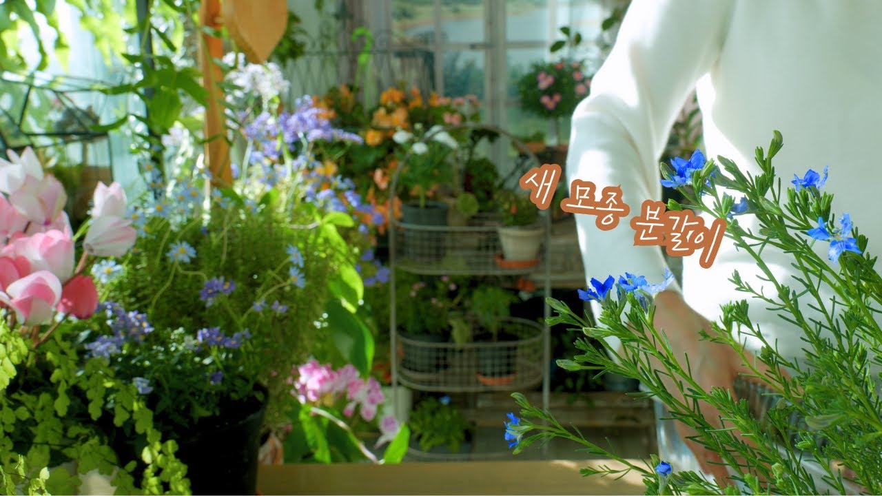 Советы по выращиванию 6 весенних цветов (+ экстренные меры по защите от повреждений морозом)