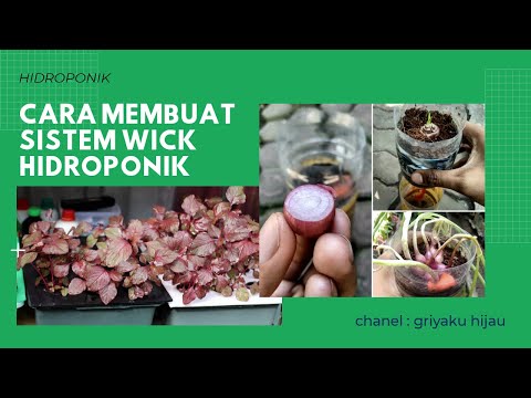 Cara Membuat dan Perawatan Sistem Wick Hidroponik - griyaku hijau