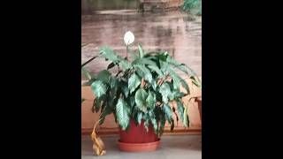 moving_plants.mov
