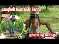 How to... grafting mango trees ... with the roots of trees