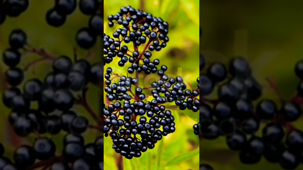 Elderberry Plantation, ripe black berry, elderberry branch 