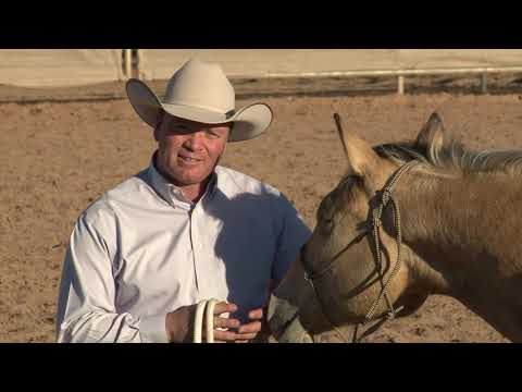 Horse Training Jobs